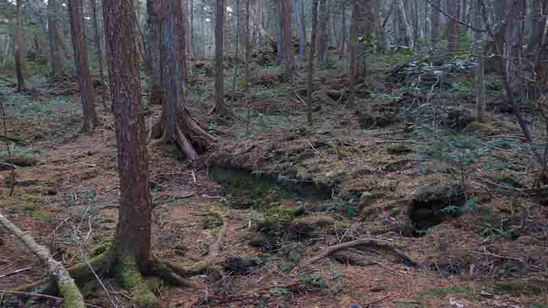 Der Mythos der Geister im Wald